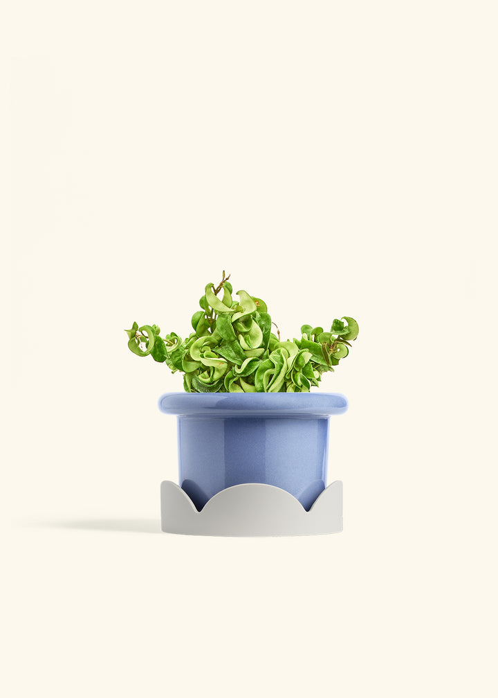 Hindu Rope Plant in a 6 inches Fat Lip Blue Planter in a Oat Petal Drip Tray