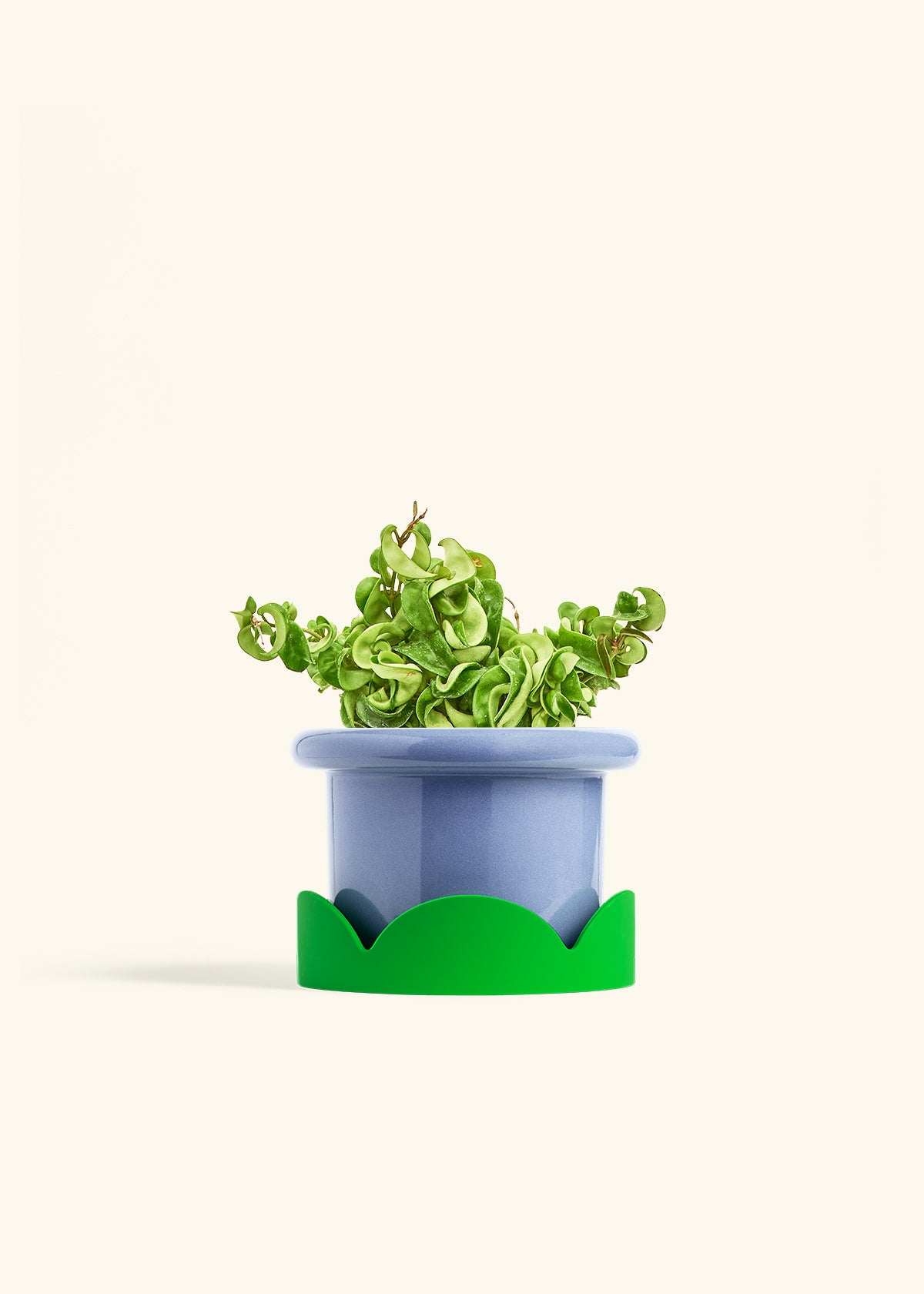 Hindu Rope Plant in a 6 inches Fat Lip Blue Planter in a Shamrock Petal Drip Tray