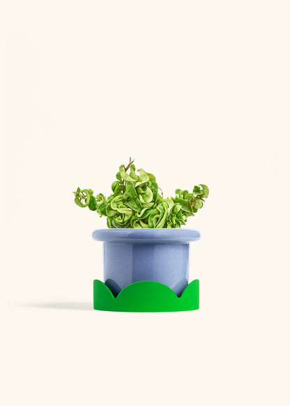 Hindu Rope Plant in a 6 inches Fat Lip Blue Planter in a Shamrock Petal Drip Tray