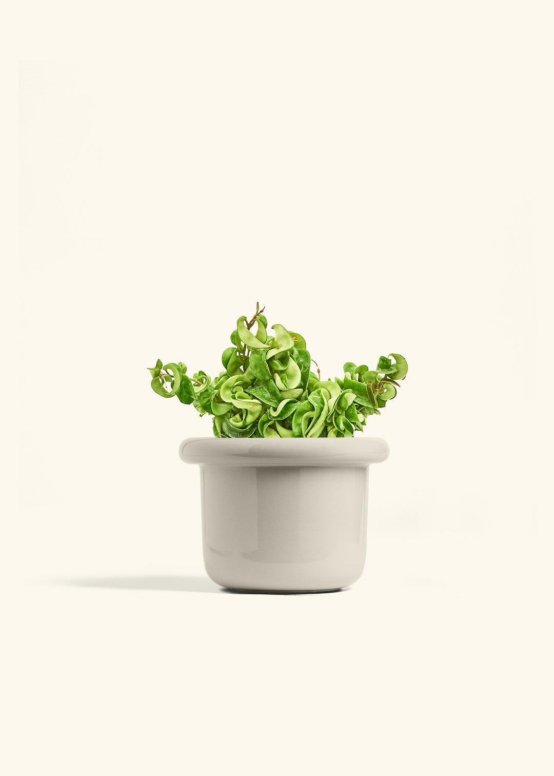 Hindu Rope Plant in a 6 inches Fat Lip Oat Planter 