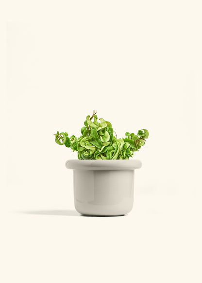 Hindu Rope Plant in a 6 inches Fat Lip Oat Planter 