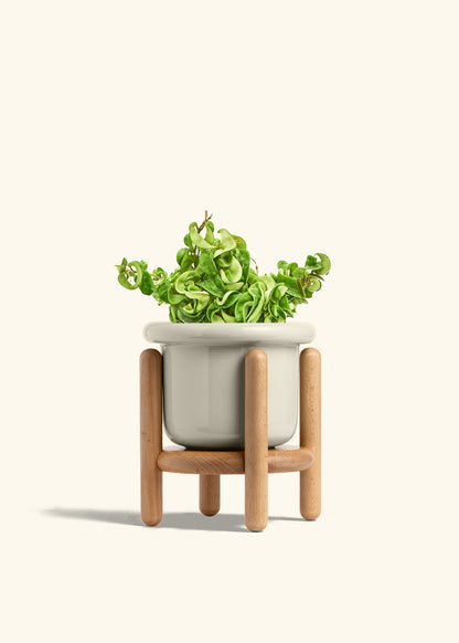 Hindu Rope Plant in a 6 inches Fat Lip Oat Planter in a Beech Wood Stand