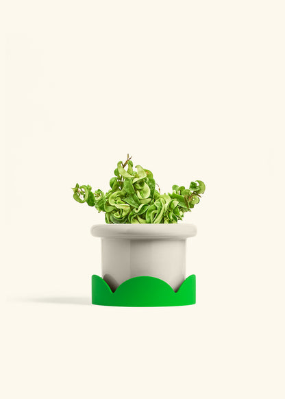 Hindu Rope Plant in a 6 inches Fat Lip Oat Planter in a Shamrock Petal Drip Tray
