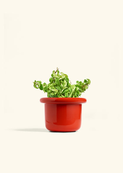 Hindu Rope Plant in a 6 inches Fat Lip Red Planter 