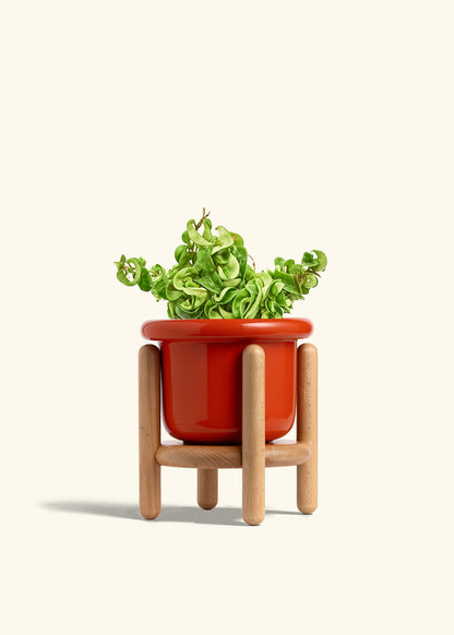 Hindu Rope Plant in a 6 inches Fat Lip Red Planter in a Beech Wood Stand
