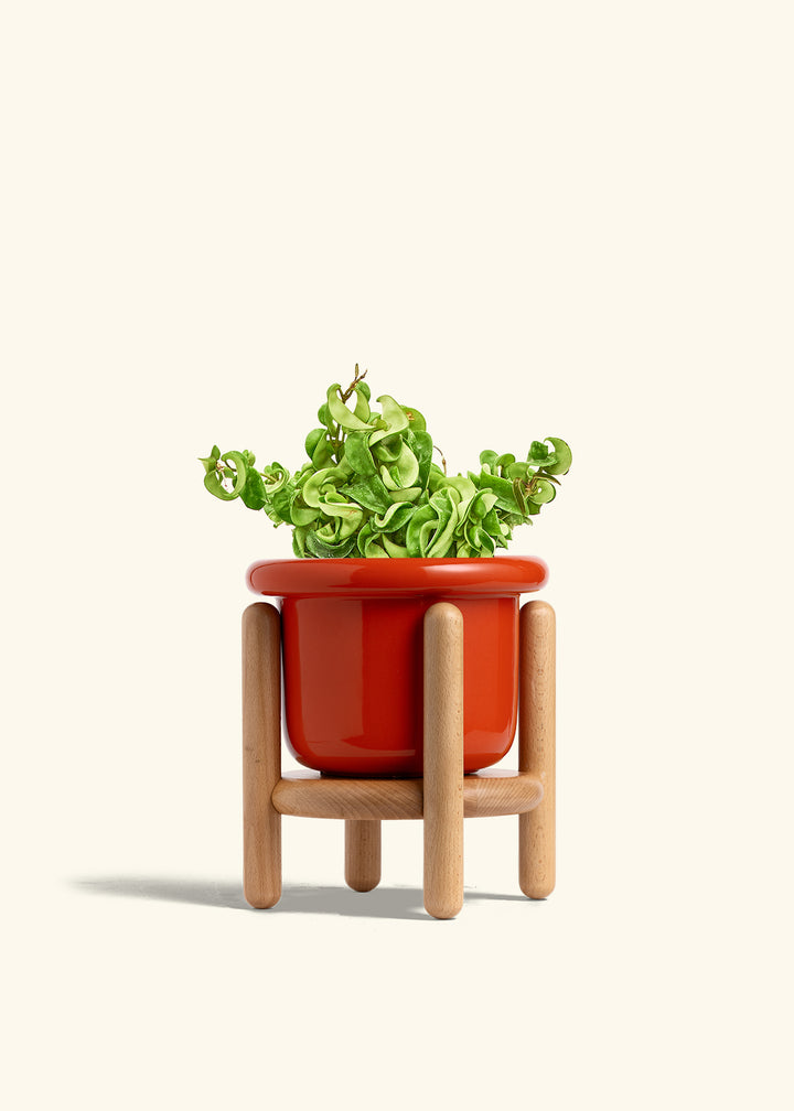 Hindu Rope Plant in a 6 inches Fat Lip Red Planter in a Beech Wood Stand