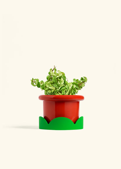 Hindu Rope Plant in a 6 inches Fat Lip Red Planter in a Shamrock Petal Drip Tray