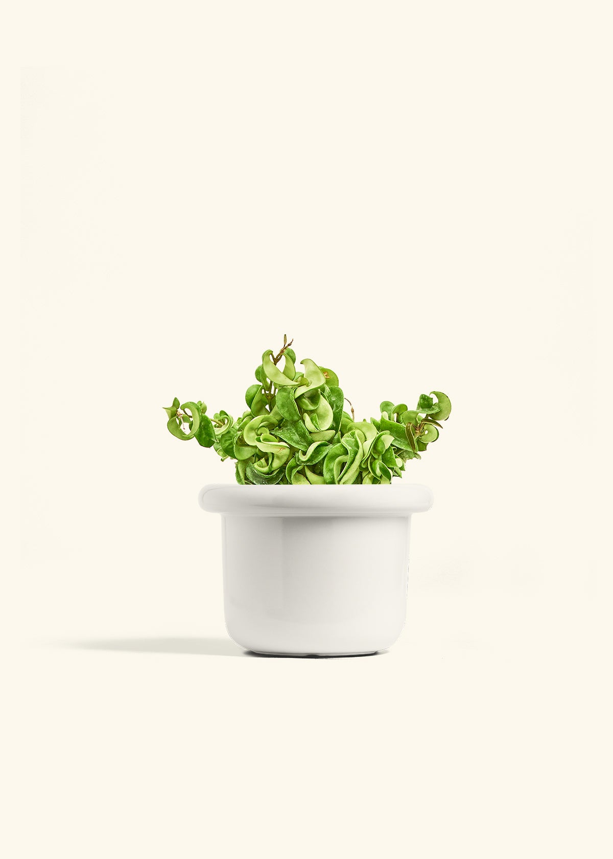 Hindu Rope Plant in a 6 inches Fat Lip White Planter 