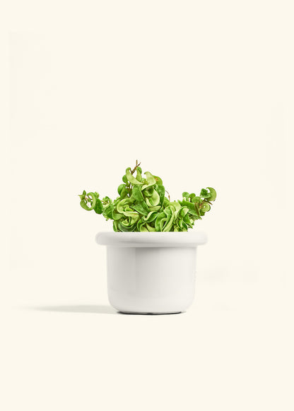 Hindu Rope Plant in a 6 inches Fat Lip White Planter 