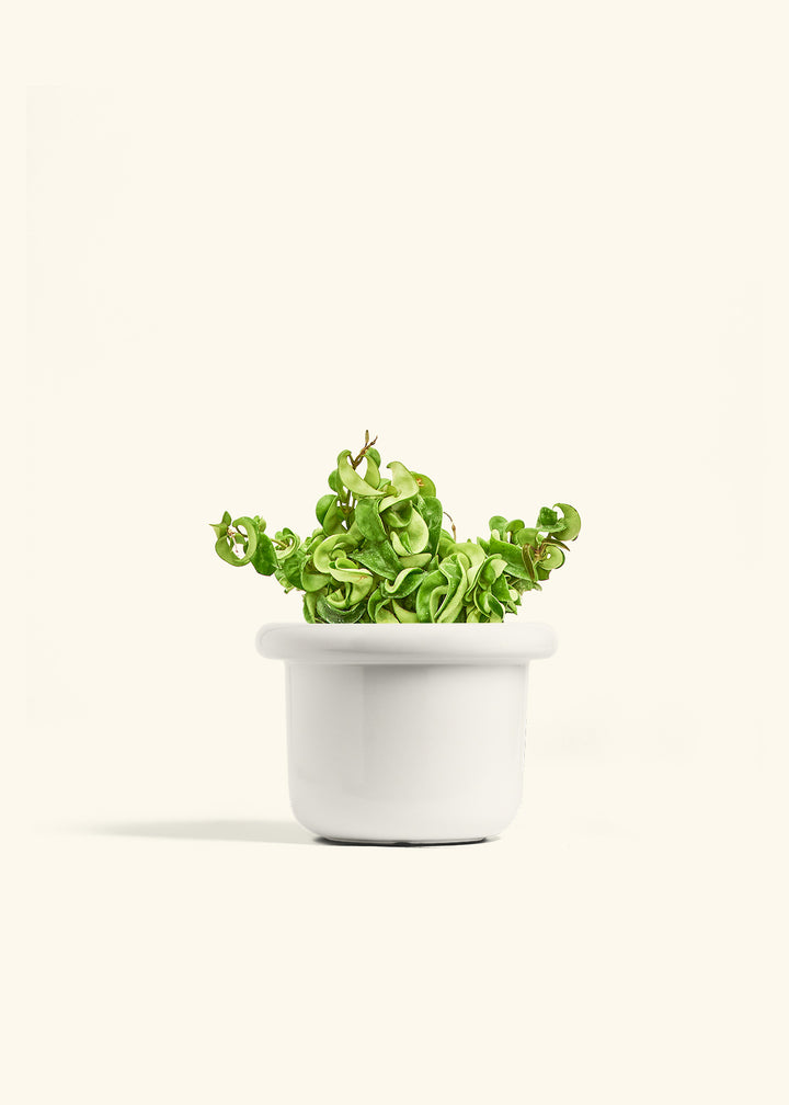 Hindu Rope Plant in a 6 inches Fat Lip White Planter 