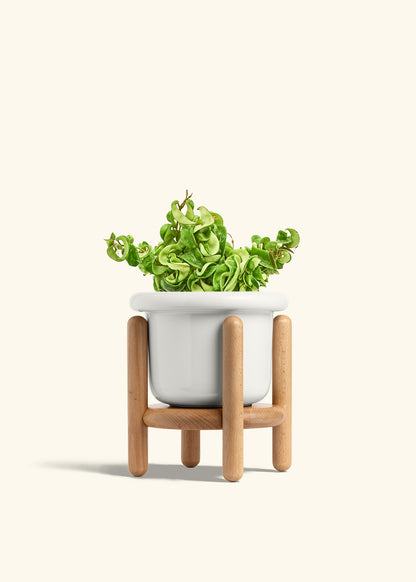 Hindu Rope Plant in a 6 inches Fat Lip White Planter in a Beech Wood Stand