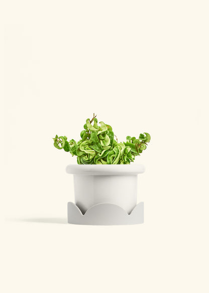 Hindu Rope Plant in a 6 inches Fat Lip White Planter in a Oat Petal Drip Tray