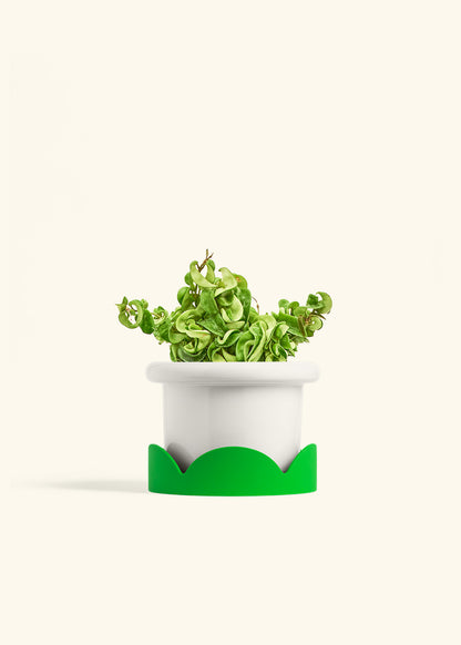 Hindu Rope Plant in a 6 inches Fat Lip White Planter in a Shamrock Petal Drip Tray