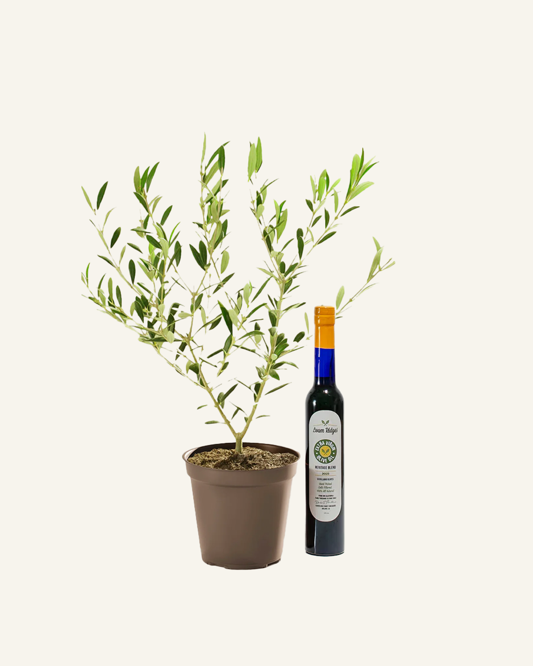 The Olive Lover's Bundle