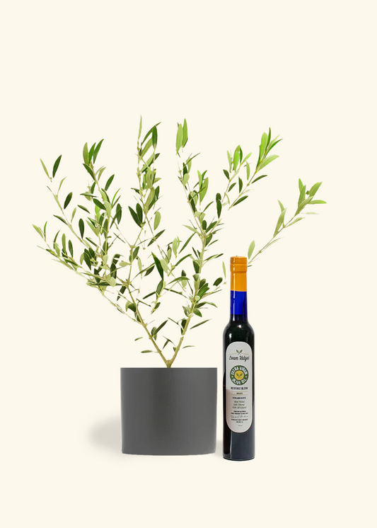 The Olive Lover's Bundle