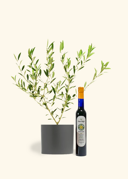 The Olive Lover's Bundle – Hey Rooted