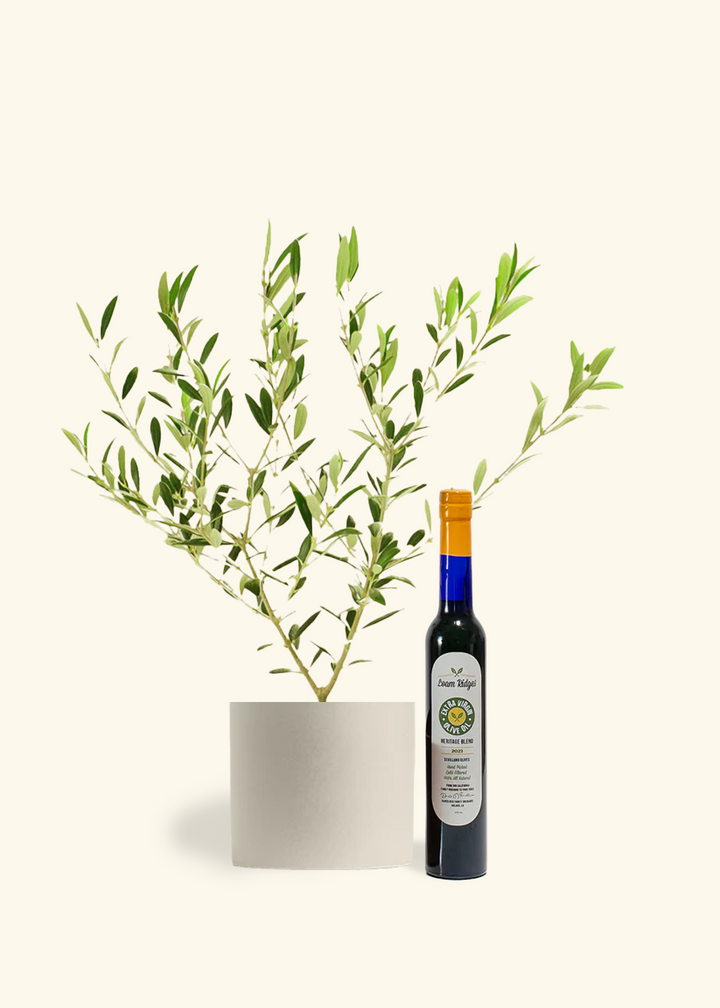 The Olive Lover's Bundle