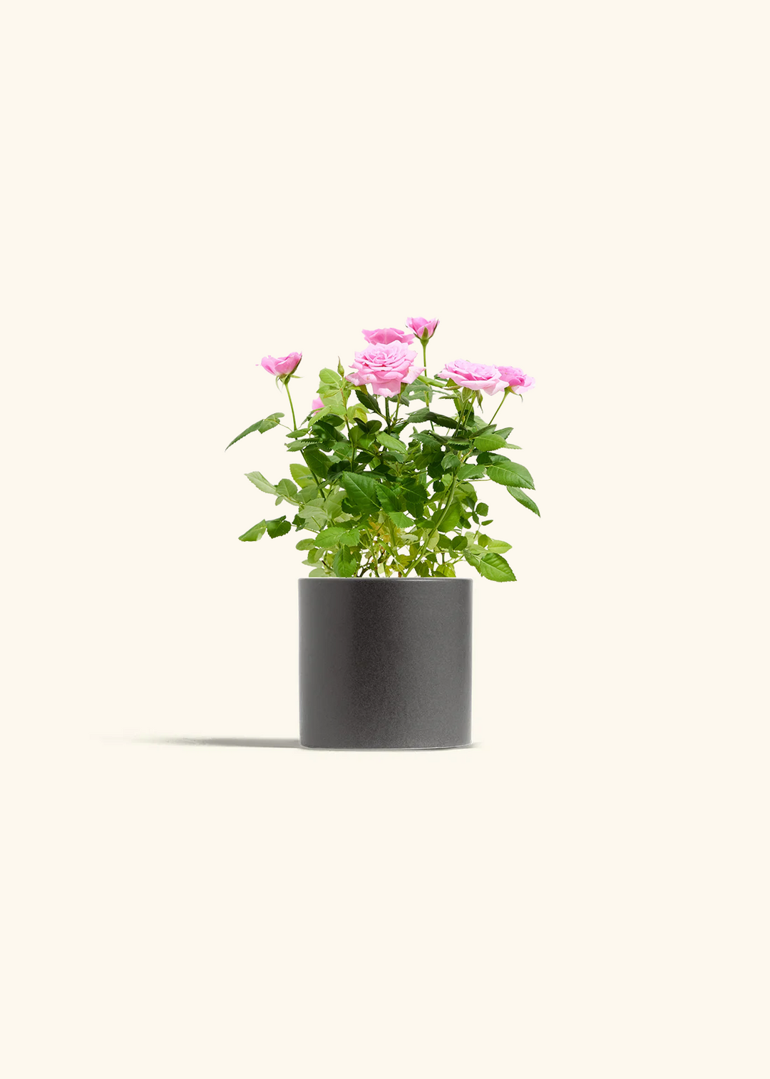 Pink Mini Roses
