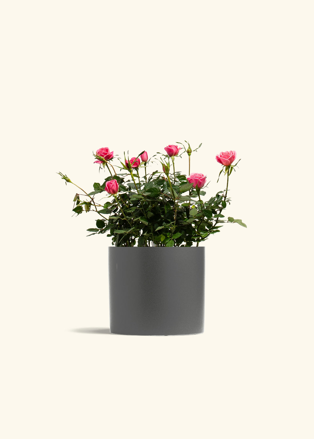 Pink Mini Rose, Medium