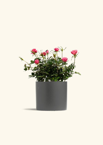 Pink Mini Rose, Medium