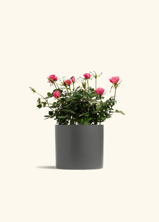 Pink Mini Rose, Medium