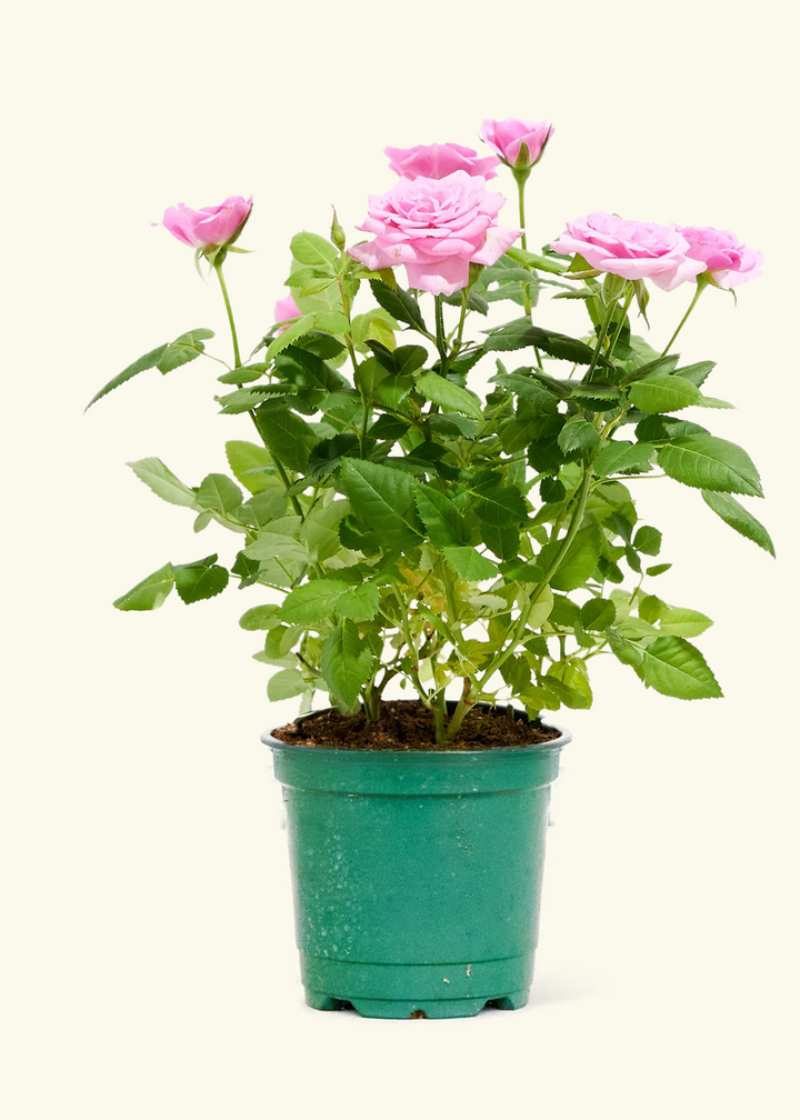 Pink Mini Roses