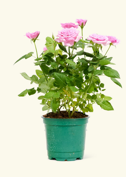 can i plant mini roses in a pot Pink Mini Roses – Hey Rooted