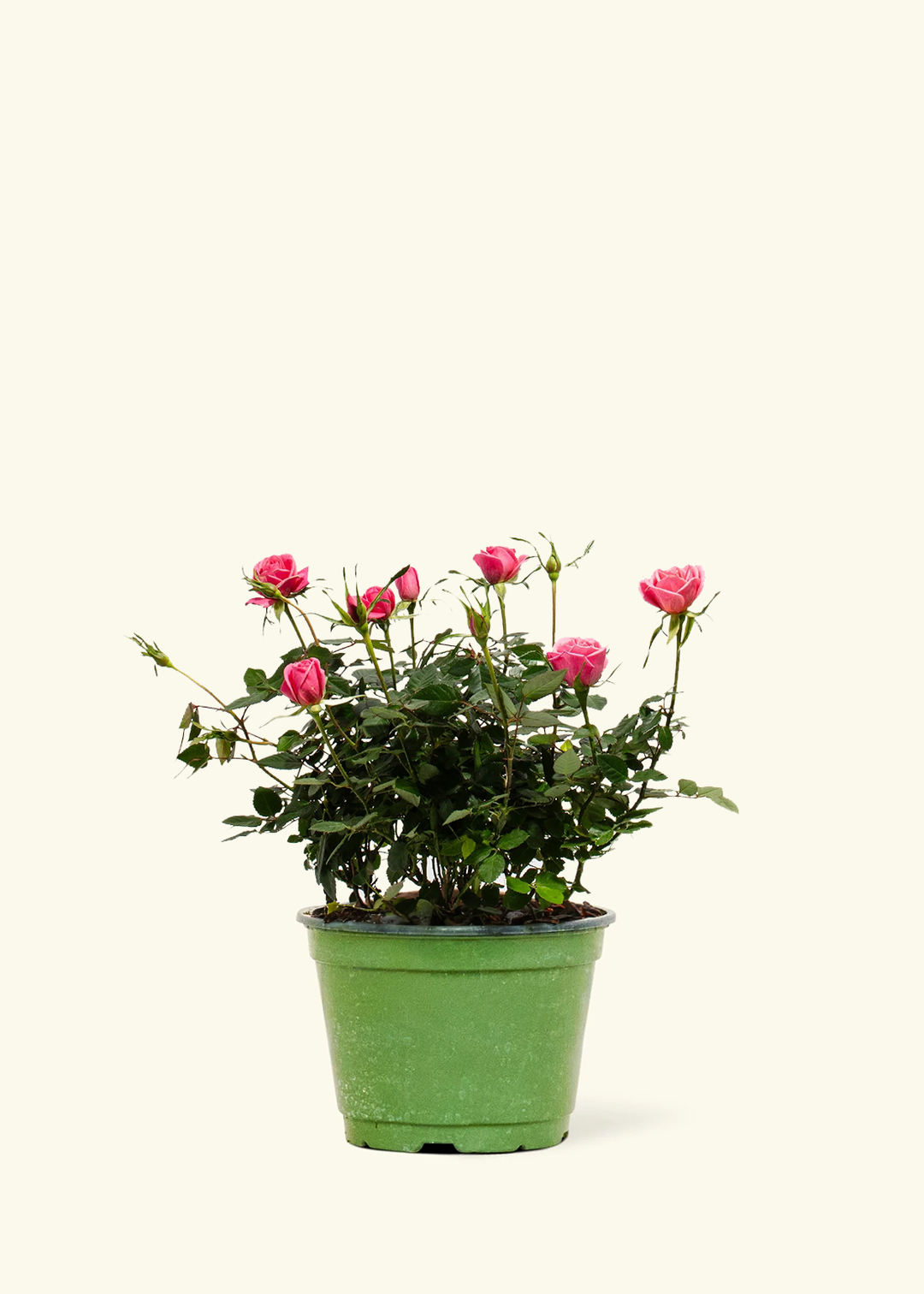 Pink Mini Roses