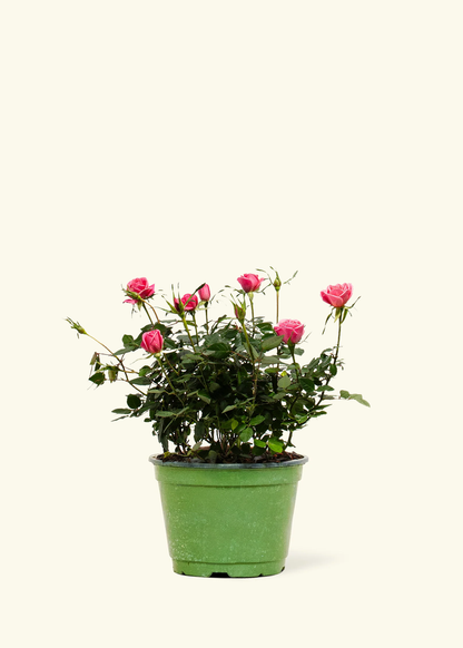 Pink Mini Rose, Medium