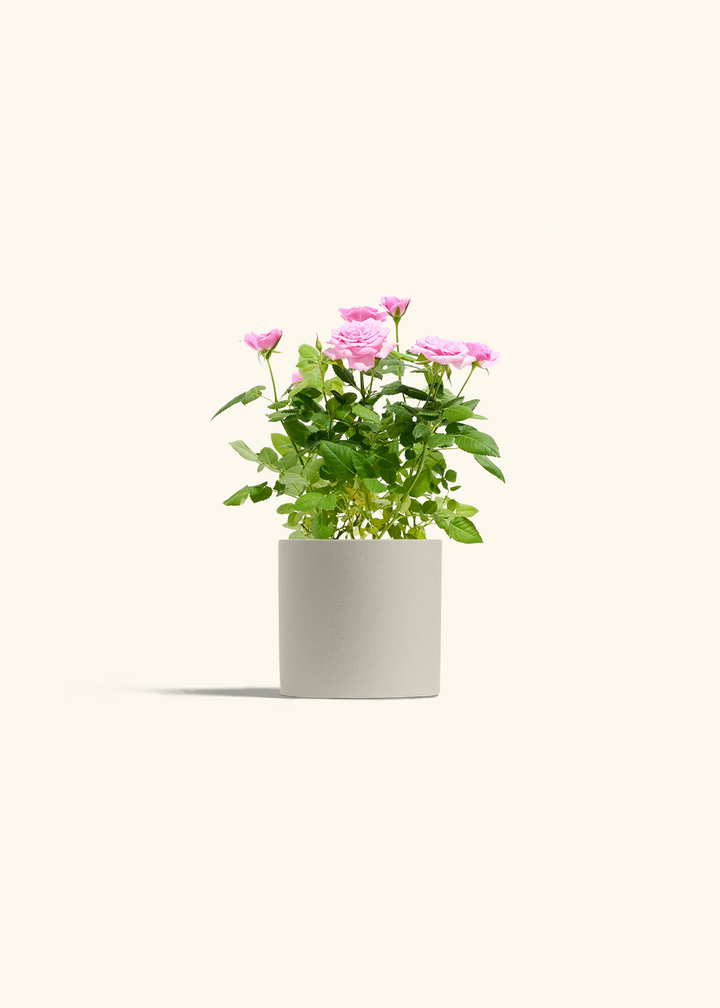 Pink Mini Roses