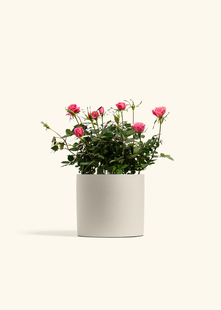 Pink Mini Roses