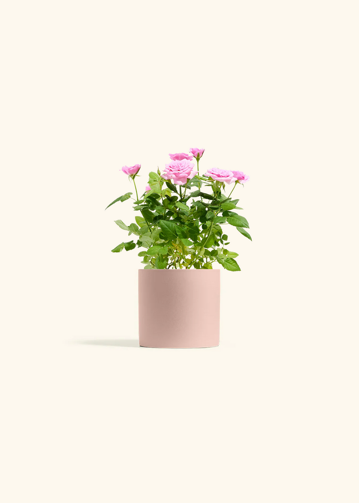 Pink Mini Roses