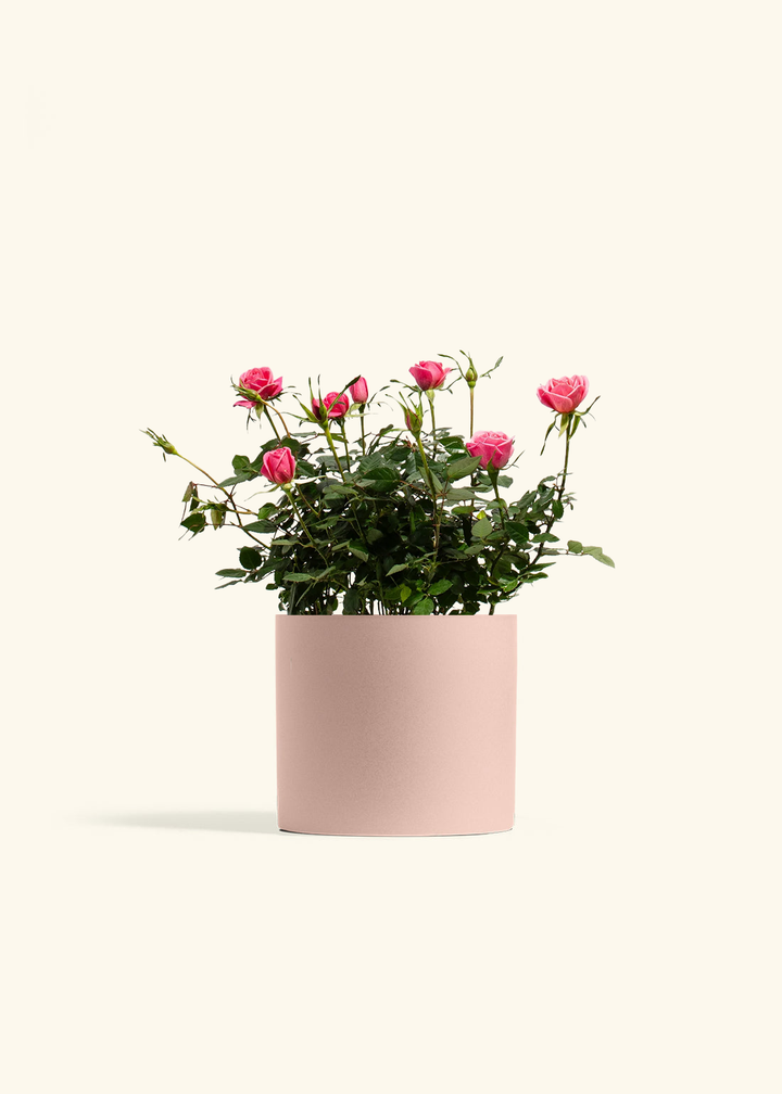 Pink Mini Roses