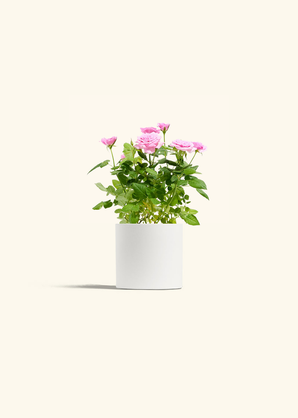 Pink Mini Roses