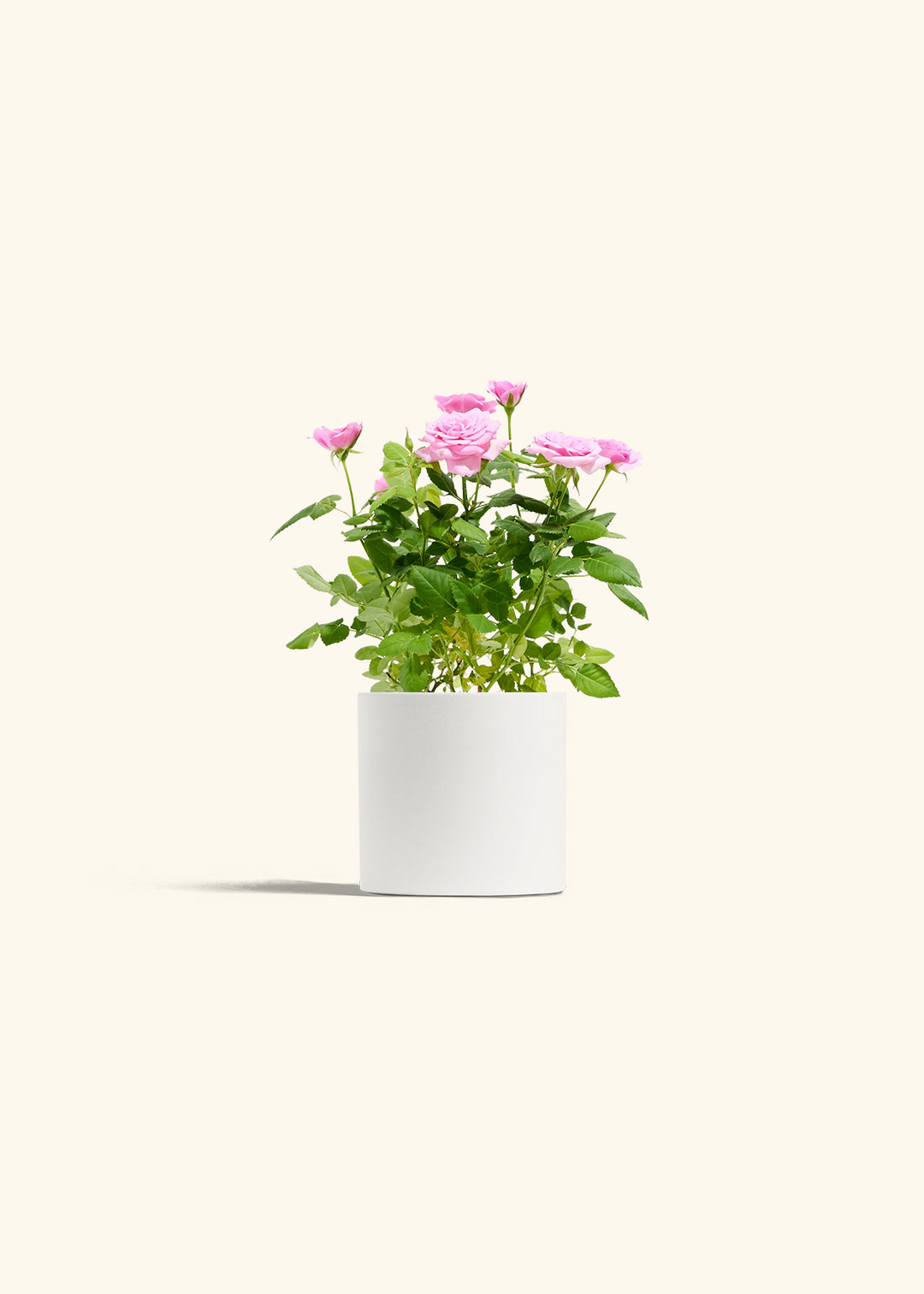 Pink Mini Roses