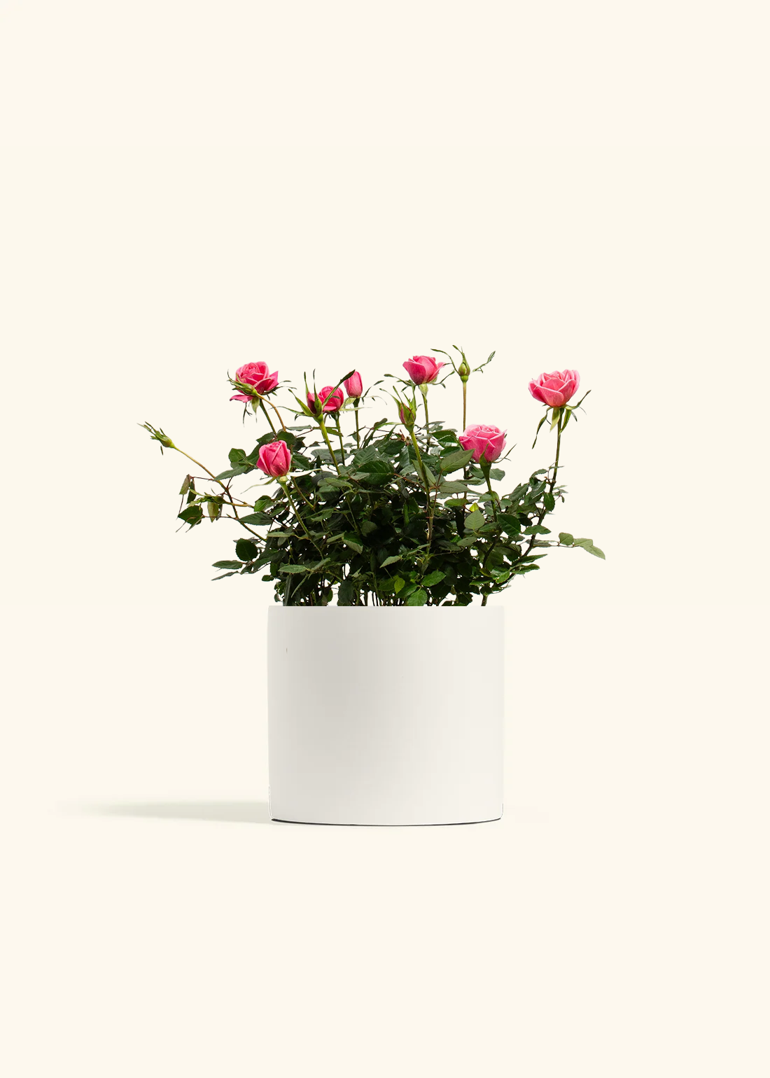 Pink Mini Rose, Medium