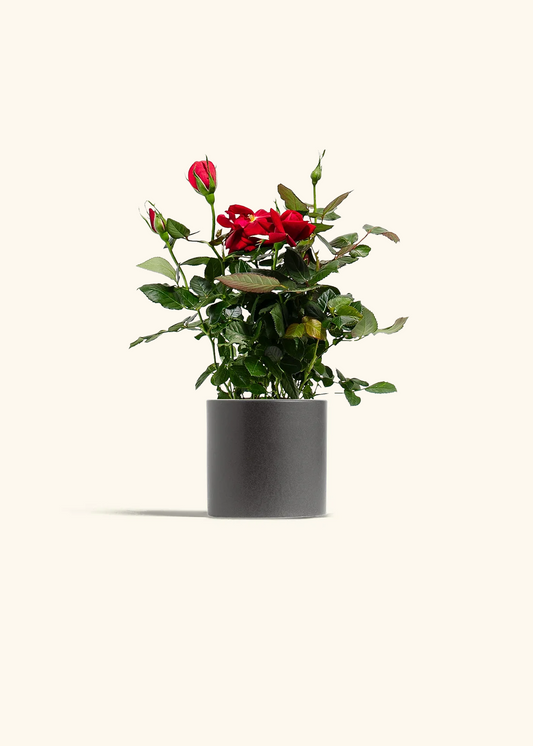 Red Mini Rose, Small