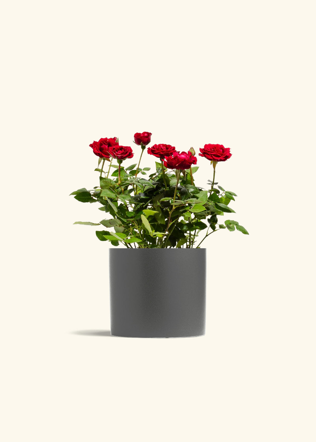 Red Mini Rose