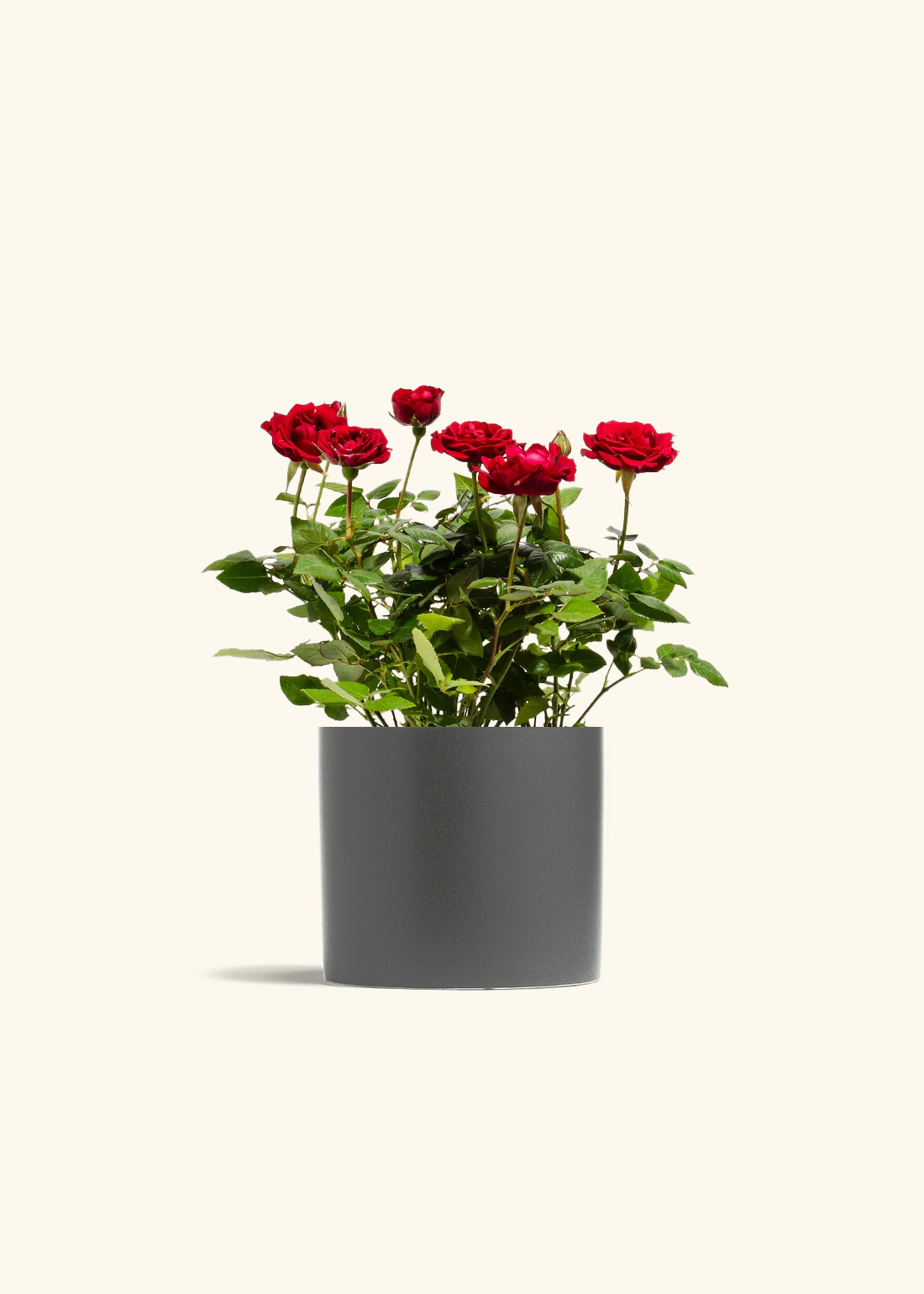 Red Mini Rose, Medium