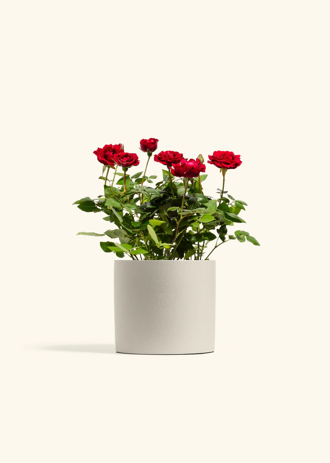 Red Mini Rose