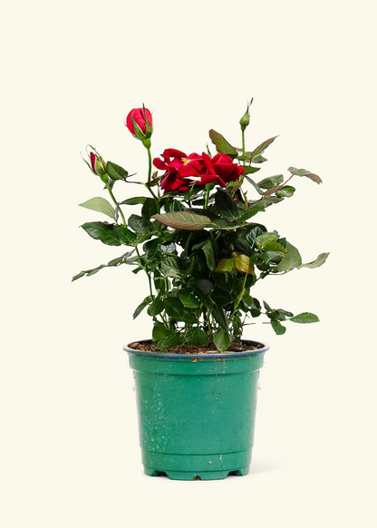 Red Mini Rose, Small