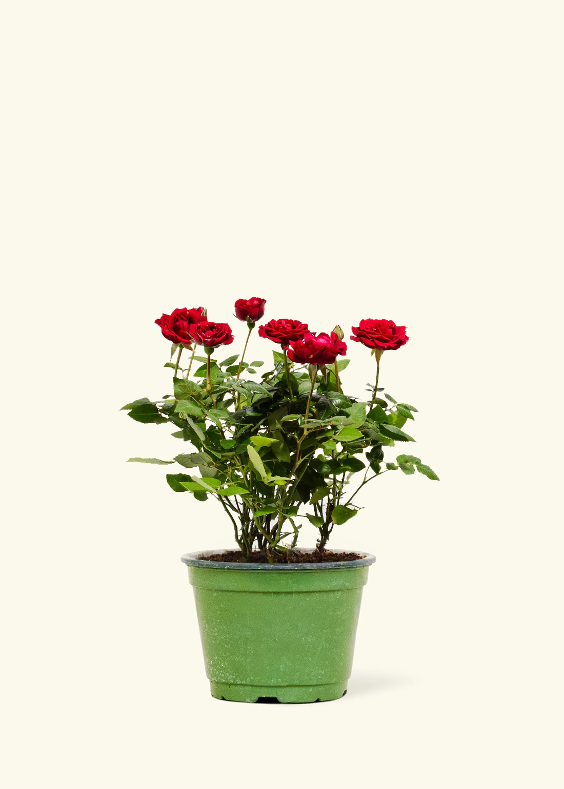Red Mini Rose, Medium