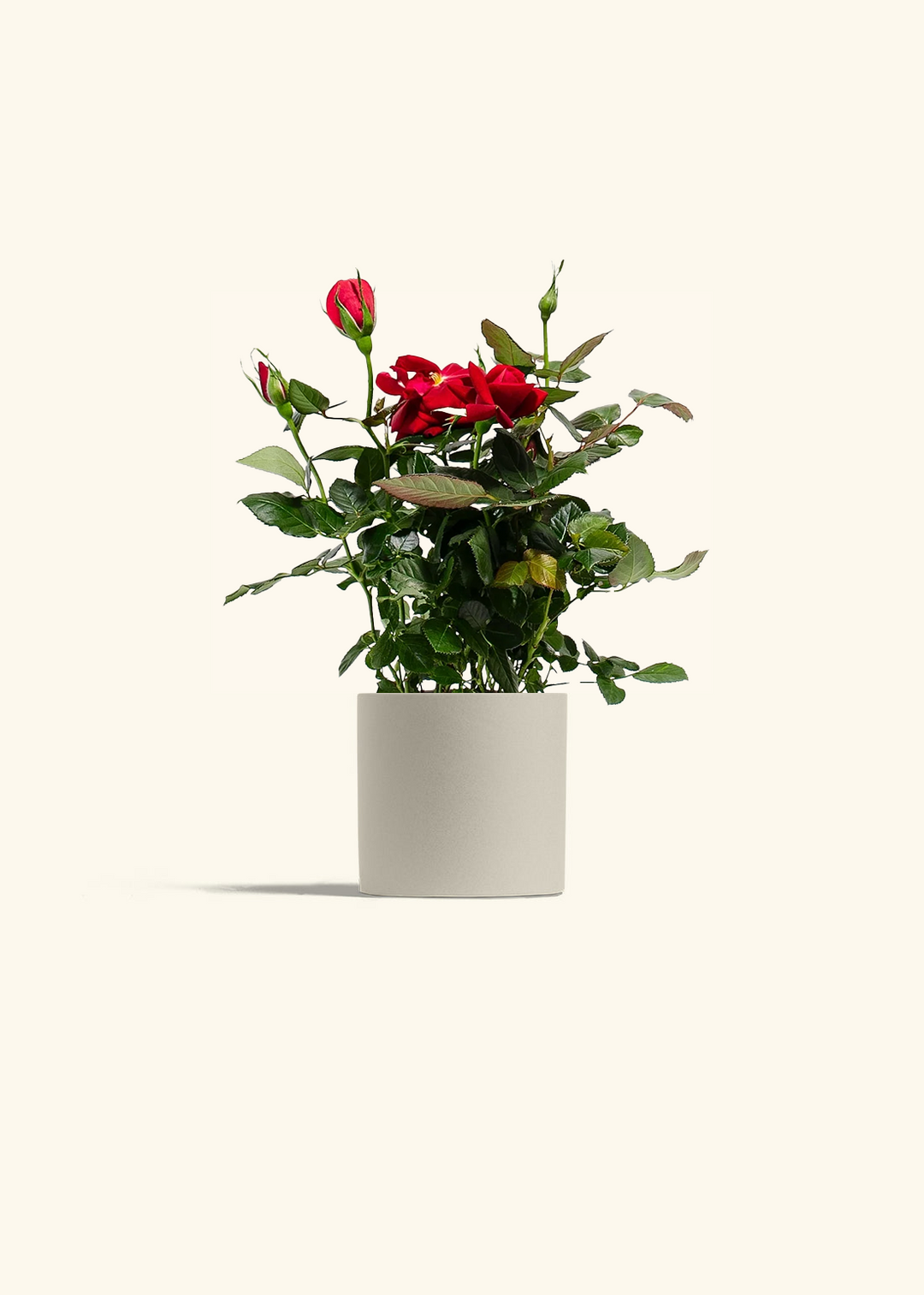 Red Mini Rose
