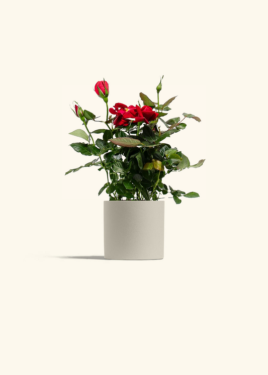 Red Mini Rose, Small