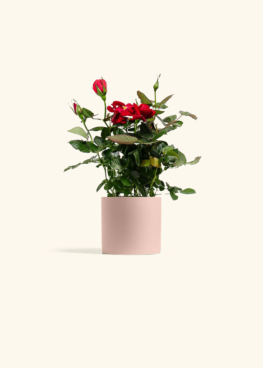 Red Mini Rose, Small