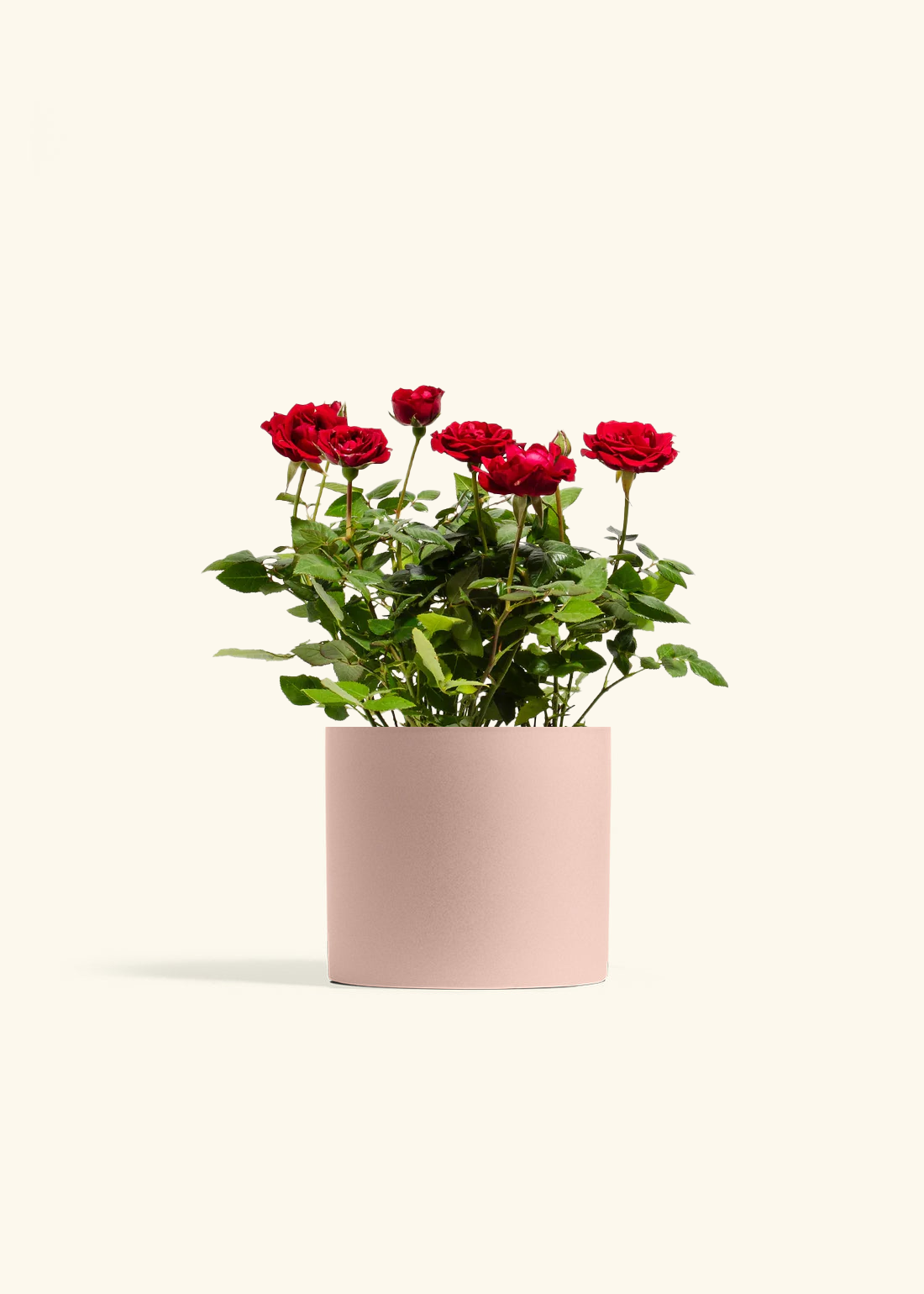 Red Mini Rose, Medium