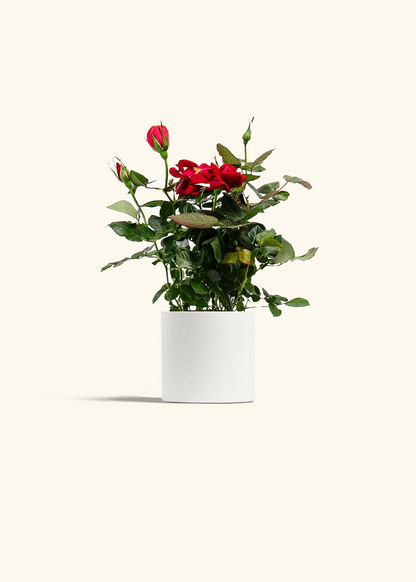 Red Mini Rose, Small