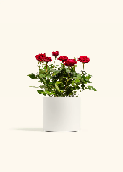 Red Mini Rose, Medium