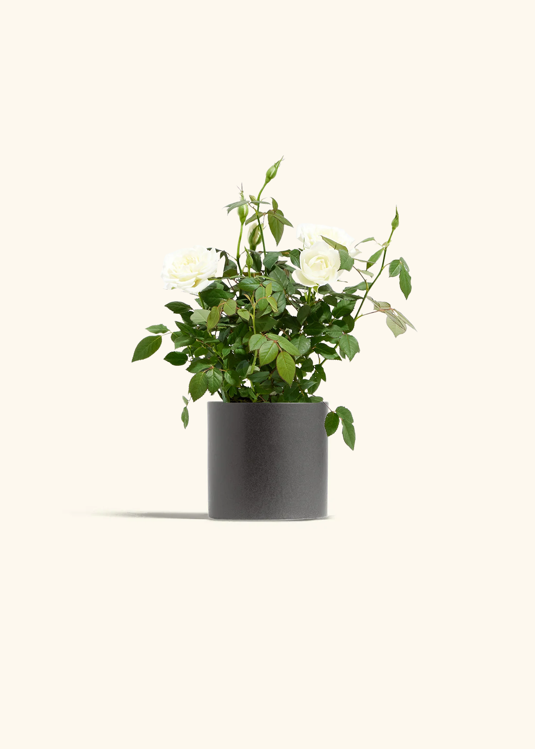 White Mini Rose, Small