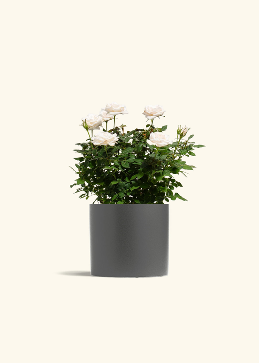White Mini Rose, Medium